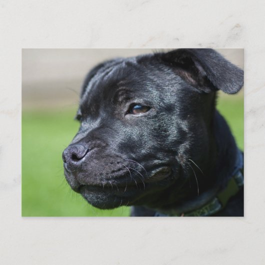 ポストカードstafford shireブルリア ポストカード (正面)