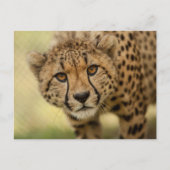 ポストクロッシングチータカブポストカード ポストカード (正面)