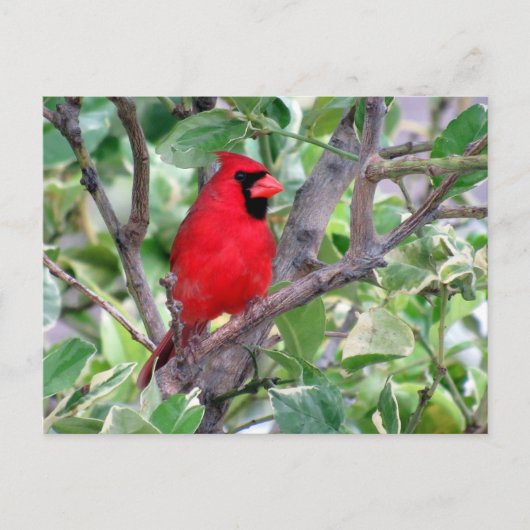 ポストクロッシングハンサム男性(鳥)ショウジョウコウカンチョウ葉書 ポストカード (正面)