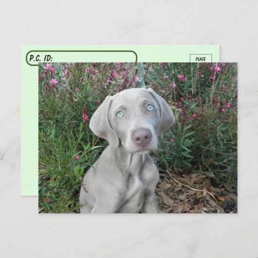 ポストクロッシングブルックリンズガーデンパーティーワイマラナー ポストカード (正面/裏面)