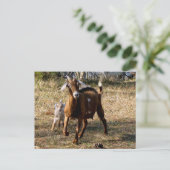 ポストクロッシング愛らしいヤギ葉書 ポストカード (スタンド正面)
