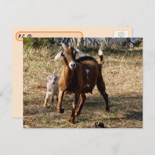 ポストクロッシング愛らしいヤギ葉書 ポストカード (正面/裏面)