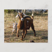 ポストクロッシング愛らしいヤギ葉書 ポストカード (正面)