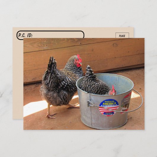 ポストクロッシング2ダーキュート鶏はがき ポストカード (正面/裏面)