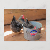 ポストクロッシング2ダーキュート鶏はがき ポストカード (正面)