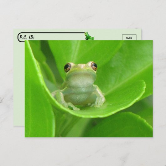 ポストクロッシング=かわいい小さな木のカエル葉書 ポストカード (正面/裏面)