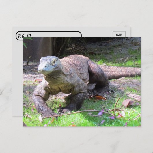 ポストクロッシング – コモドドラゴン見た甘い ポストカード (正面/裏面)