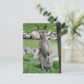 ポストクロッシング:ジョーイ葉書とカンガルー シーズンポストカード (スタンド正面)