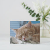 ポストクロッシング – スリーピー子猫タズ – キャットポストカード シーズンポストカード (スタンド正面)