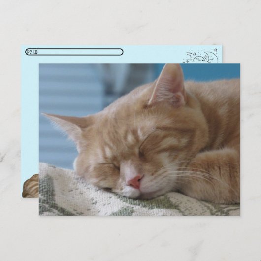 ポストクロッシング – スリーピー子猫タズ – キャットポストカード シーズンポストカード (正面/裏面)