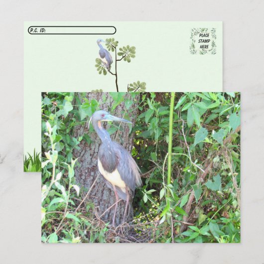 ポストクロッシング – トリカラーヘロン建物アネスト ポストカード (正面/裏面)