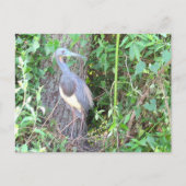 ポストクロッシング – トリカラーヘロン建物アネスト ポストカード (正面)