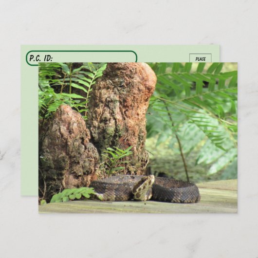 ポストクロッシング – フロリダ州コットンムスインザスワンプ ポストカード (正面/裏面)