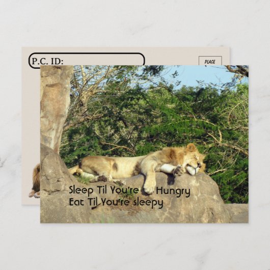 ポストクロッシング – ライオンスリープtilあなたは空腹引用文 ポストカード (正面/裏面)