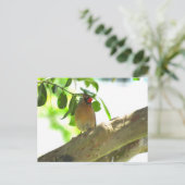 ポストクロッシング – 女性(鳥)ショウジョウコウカンチョウバックヤードバード ポストカード (スタンド正面)