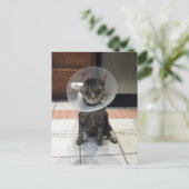 ポストクロッシング 恥の円錐 - 猫の回復祝い ポストカード (スタンド正面)