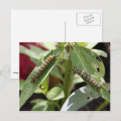 ポストクロッシング – （昆虫）オオカバマダラ、モナーク蝶の毛虫 ポストカード (正面/裏面)