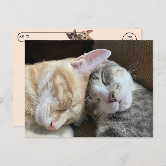 ポストクロッシング – 眠っている子猫タズ&ティートキャット ポストカード (正面/裏面)