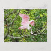 ポストクロッシング – Roseate Spoonbillポストカード ポストカード (正面)