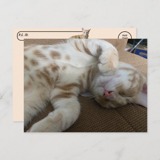 ポストクロッシング – Tazかわいいジンジャー虎猫- Cat ポストカード (正面/裏面)