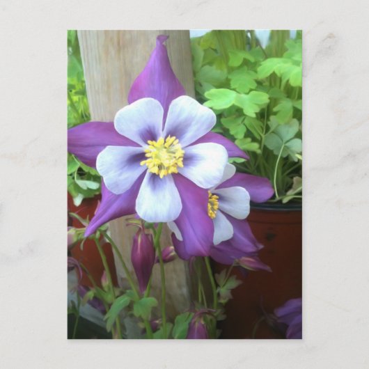 ポストポストポストカードに ポストカード (正面)