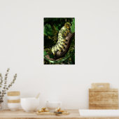 ポストマンキャタピラー ポスター (キッチン)