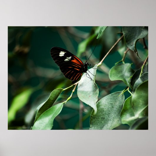 ポストマン184プリント ポスター (正面)