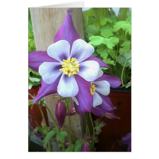 ポスト空白のなカード (正面)