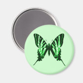 ポダリリウス磁石 マグネット (正面/裏面)