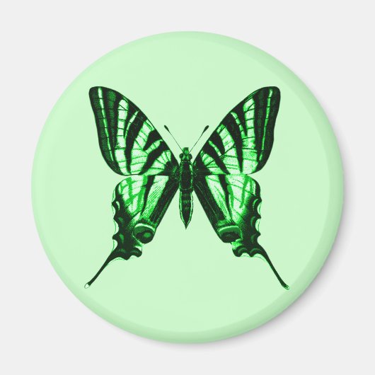 ポダリリウス磁石 マグネット (正面)