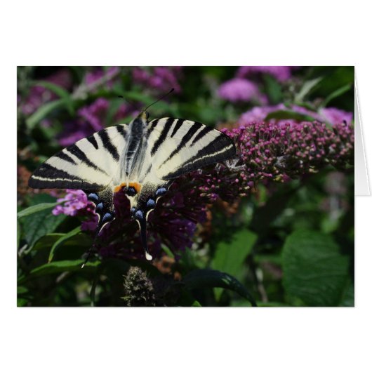 ポダリリウス (正面横)