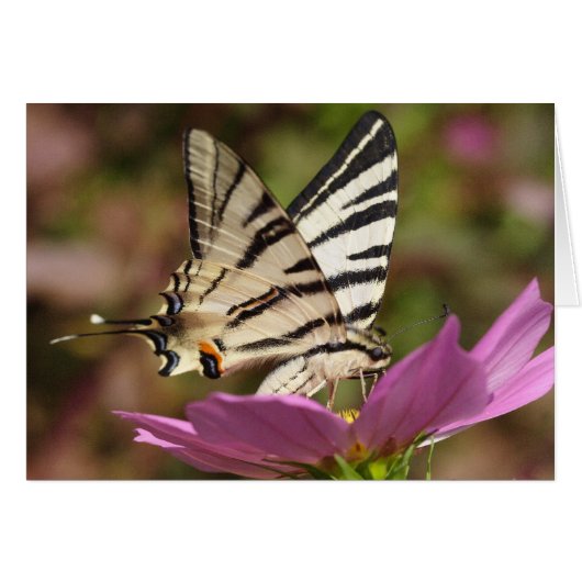 ポダリリウス (正面横)