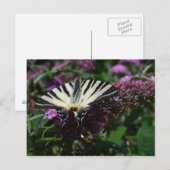 ポダリリウス ポストカード (正面/裏面)