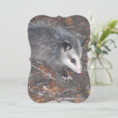 ポッサムの閉かわいらし鎖 招待状 (スタンド正面)