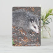 ポッサムの閉かわいらし鎖 招待状 (スタンド正面)