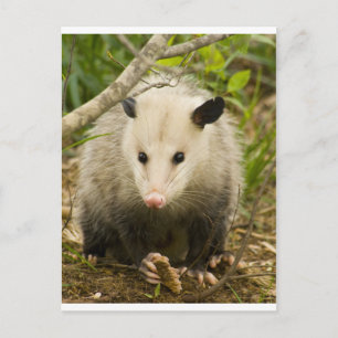 ポッサムはかわいらしOpossum Didelphimorphia ポストカード