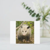 ポッサムはかわいらしOpossum Didelphimorphia ポストカード (スタンド正面)