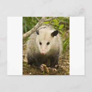 ポッサムはかわいらしOpossum Didelphimorphia ポストカード