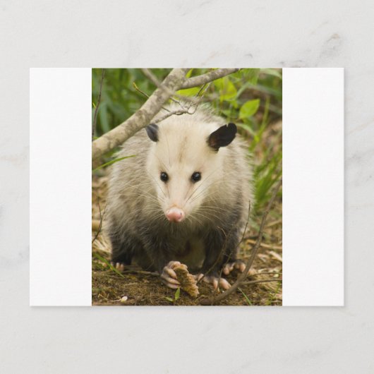 ポッサムはかわいらしOpossum Didelphimorphia ポストカード (正面)