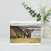 ポッサムクイーンランドオーストラリア ポストカード (スタンド正面)