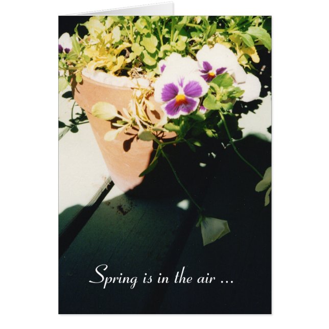 ポッテッド春パンジー (正面)