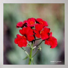 ポッテッド – 赤 ポスター