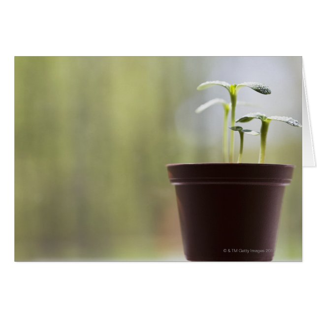 ポットで発生するヒマワリの植物 (正面横)