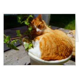 ポットのScrapper