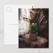 ポットチューリップの木枠 ポストカード (正面/裏面)