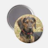 ポットハウンド マグネット (正面/裏面)