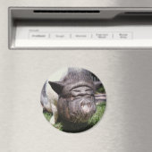 ポット帯豚マグネット マグネット (インサイチュ (食洗機))