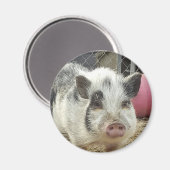 ポット豚 マグネット (正面/裏面)