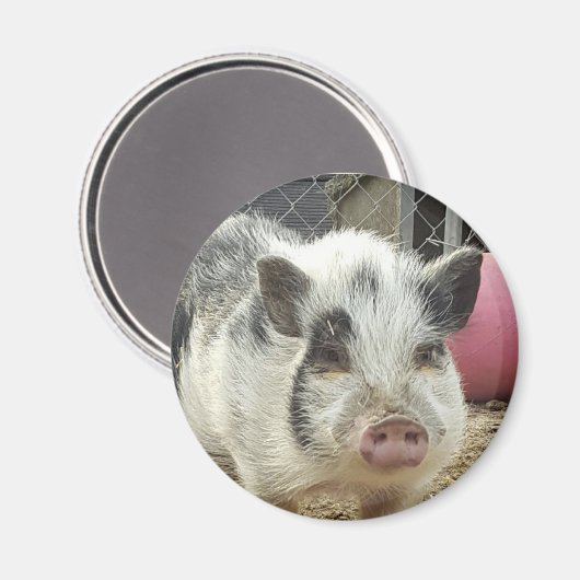 ポット豚 マグネット (正面/裏面)