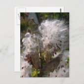 ポッド ポストカード (正面/裏面)